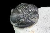 Bargain, Gerastos Trilobite Fossil - Morocco #69111-3